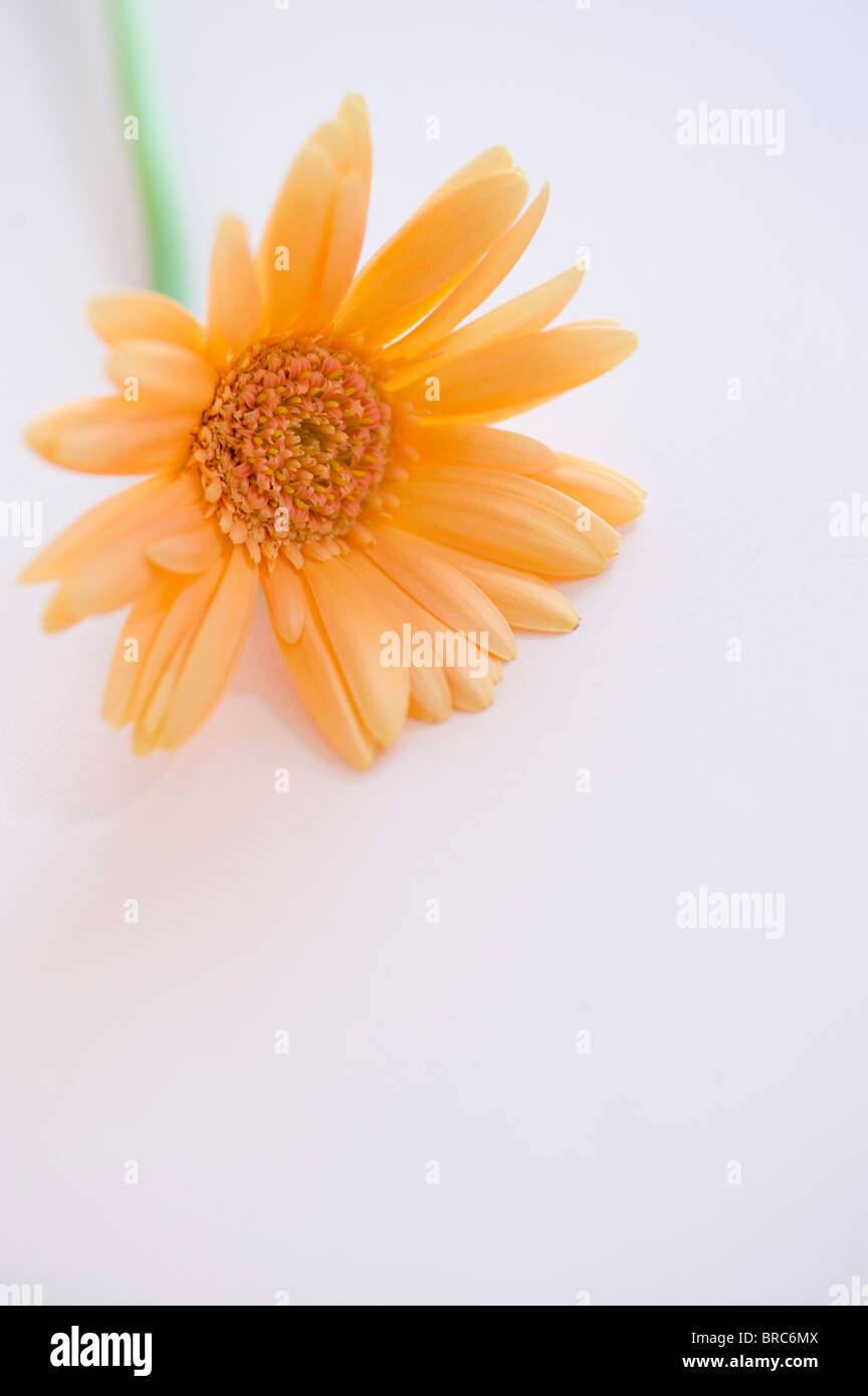Gerbera daisy Stock Photo