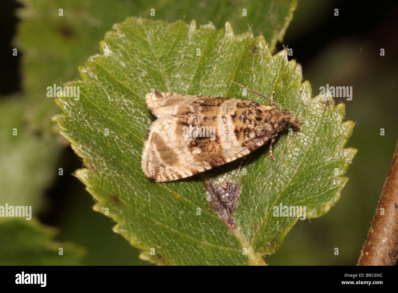 Dusky leafroller moth (Orthotaenia undulana : Tortricidae) on a birch leaf, UK. Stock Photo