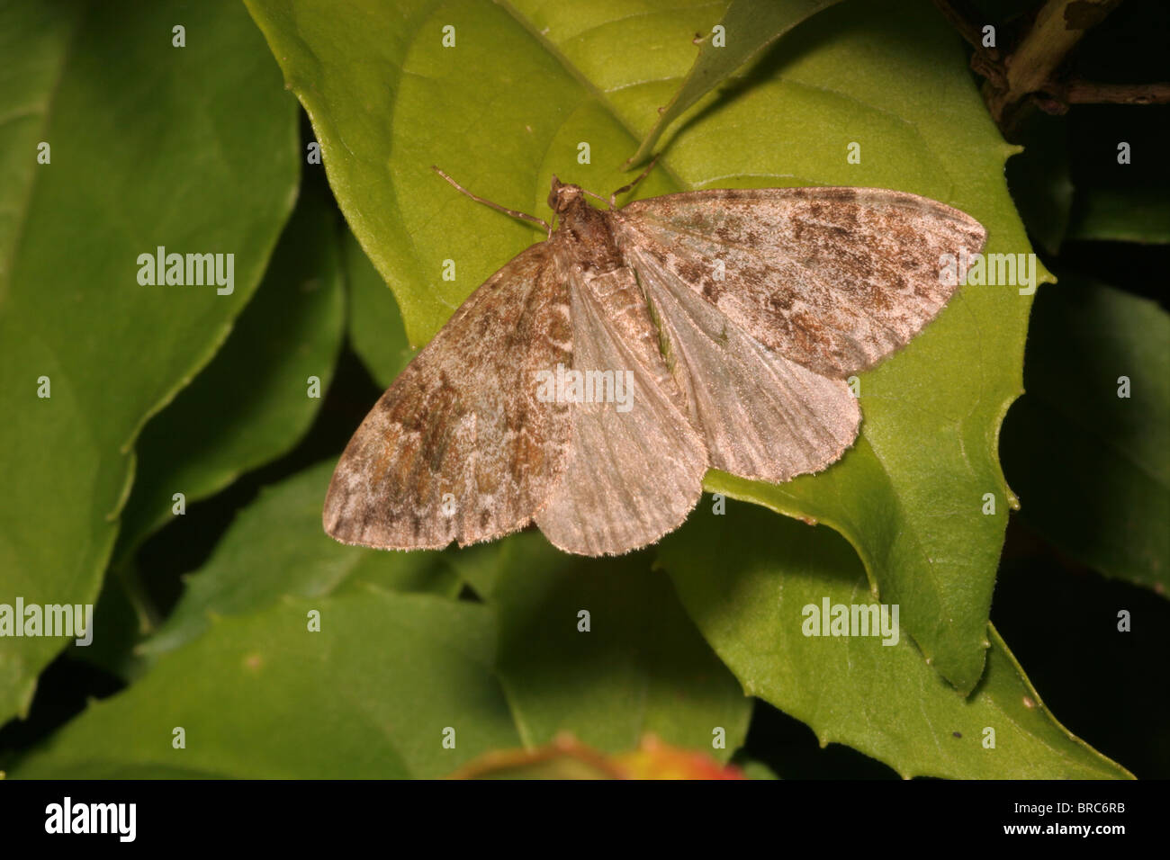 Common marbled carpet moth (Chloroclysta truncata : Geometridae) at rest in a garden, UK. Stock Photo