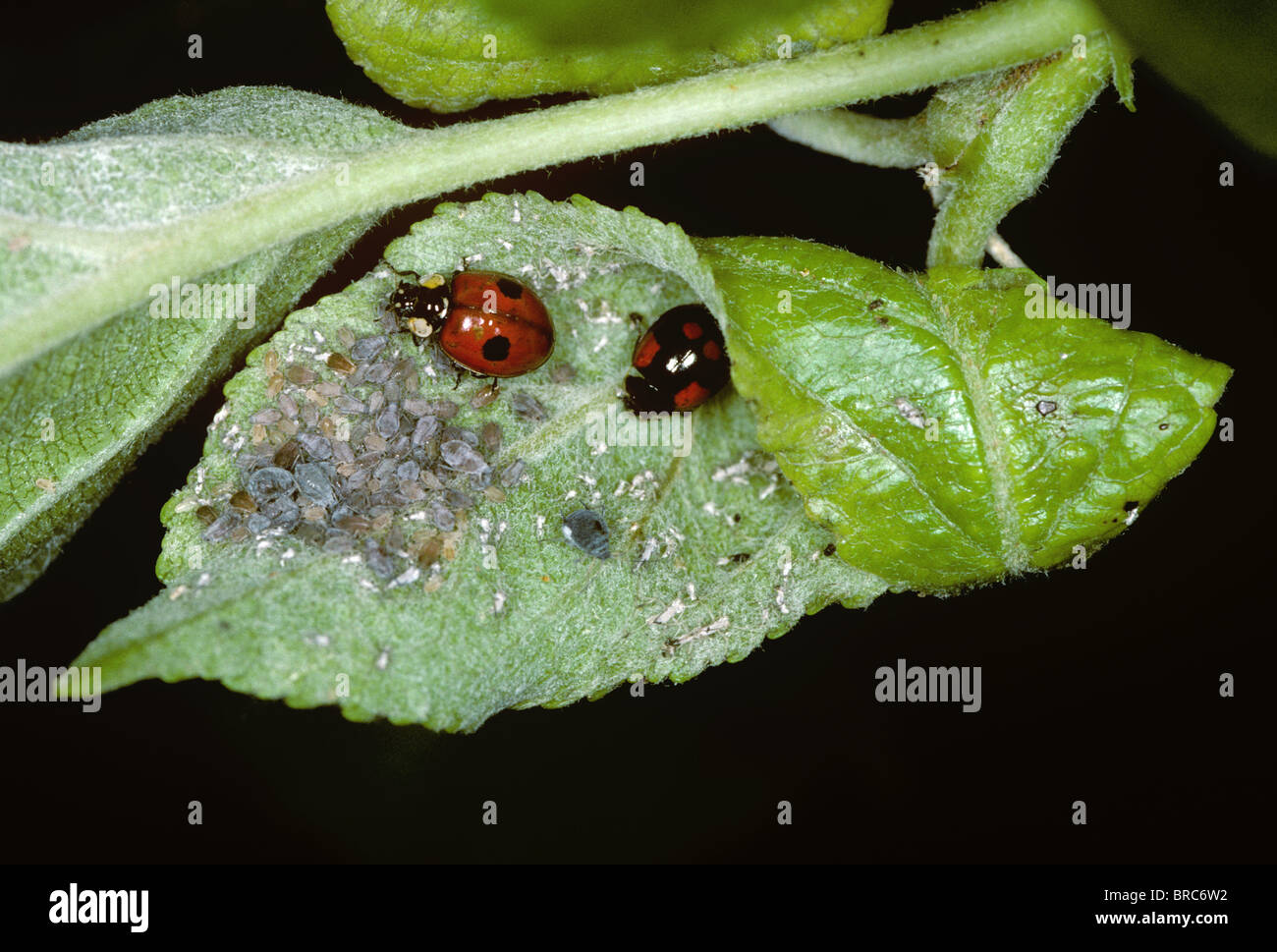 Two-spotted ladybirds (Adalia bipunctata) two colour variations feeding on rosy apple aphids (Dysaphis plantaginea) Stock Photo