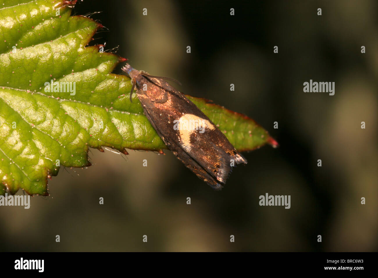 Micro-moth (Dichrorampha petiverella : Tortricidae), UK. Stock Photo