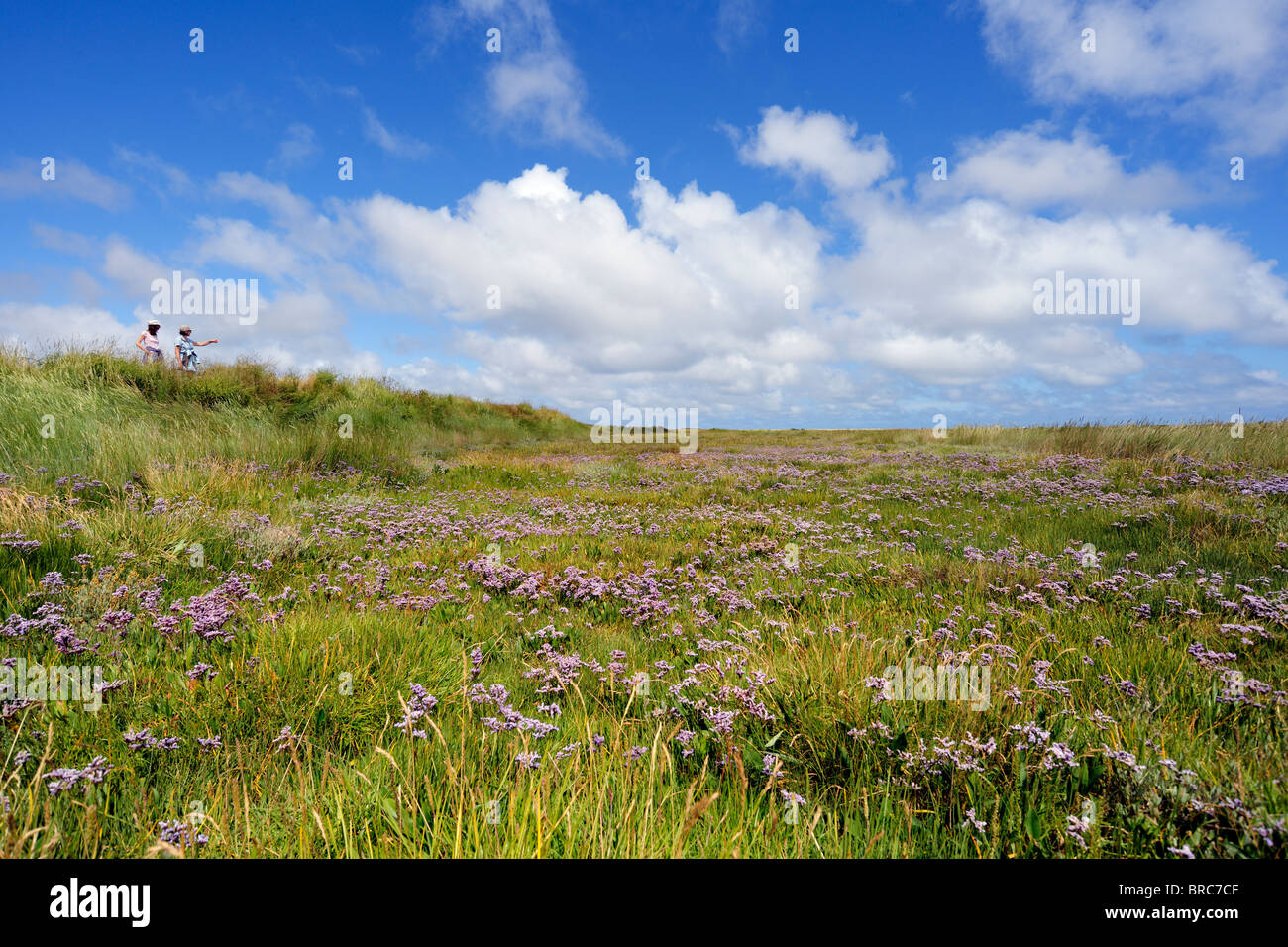 An attractive carpet of Sea Lavender, Cley Marshes, Norfolk, England Stock Photo