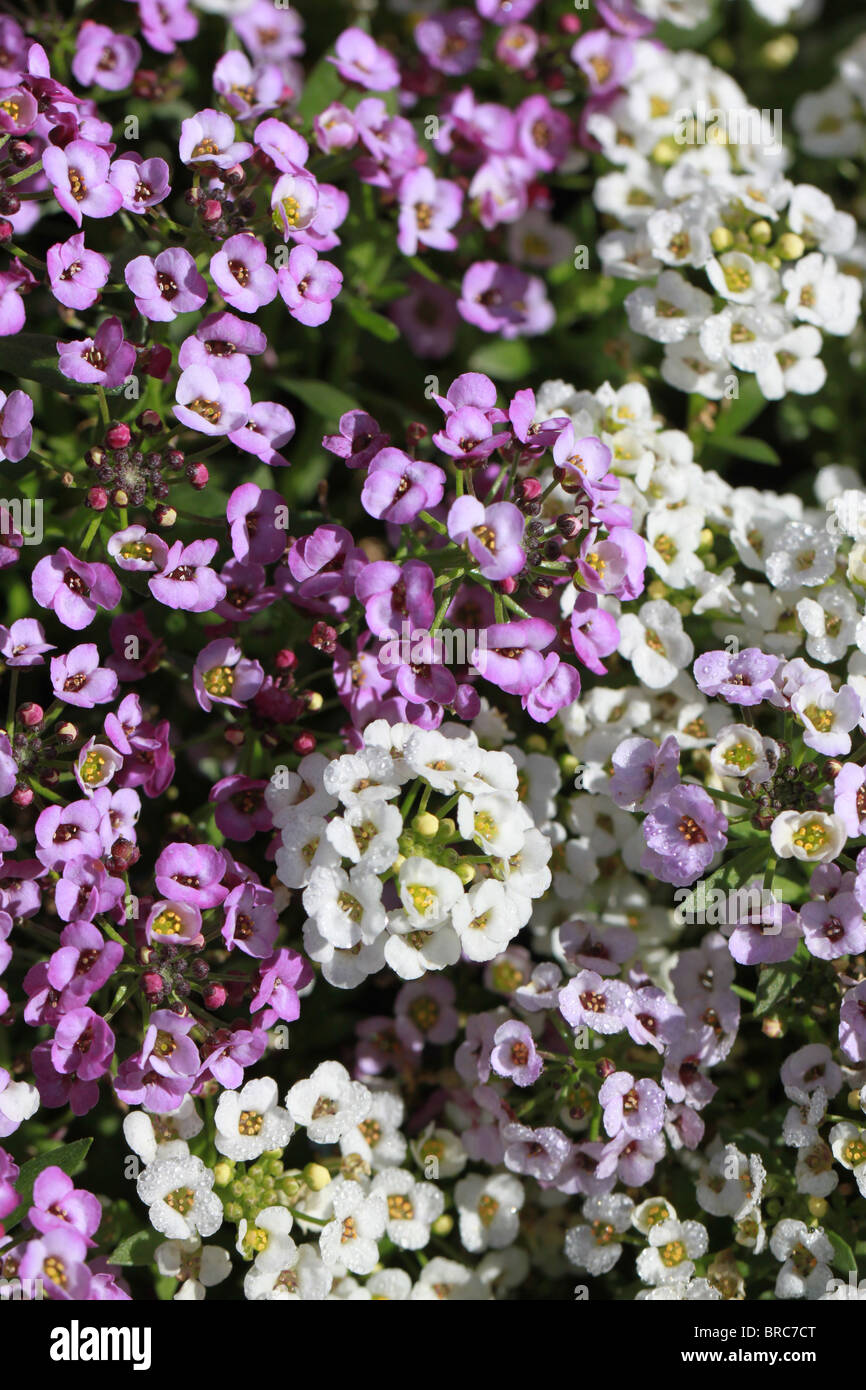 Alyssum flowers hi-res stock photography and images - Alamy