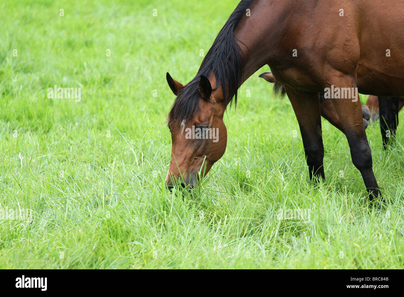 Thoroughbred horses head shots, feeding and standing against a green field. Stock Photo