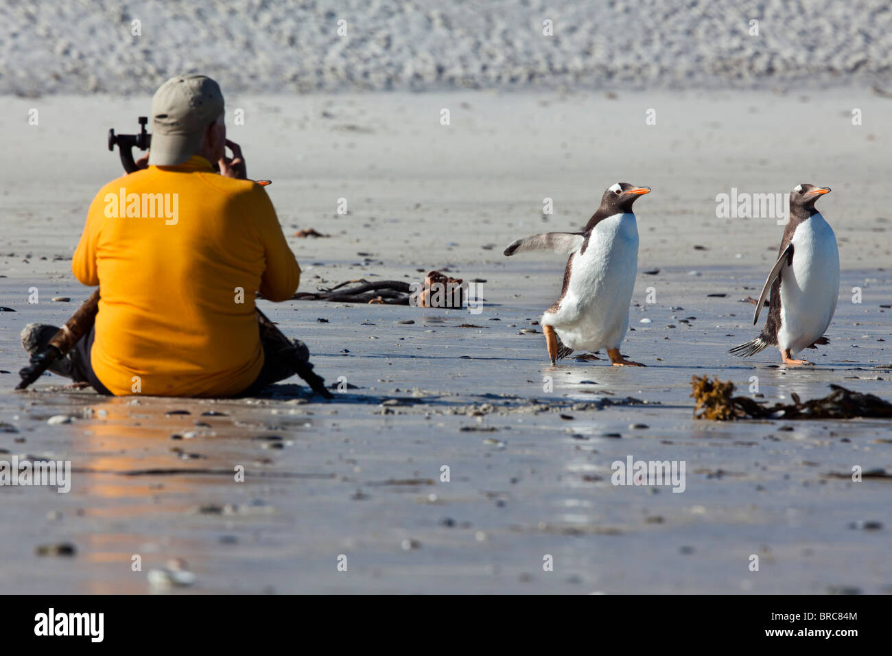 Carcass Island, Gentoo penguin, Falkland Islands. Stock Photo