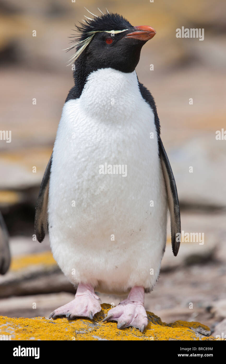 Rockhopper penguin. New Island, Falkland Islands, United Kingdom Stock Photo