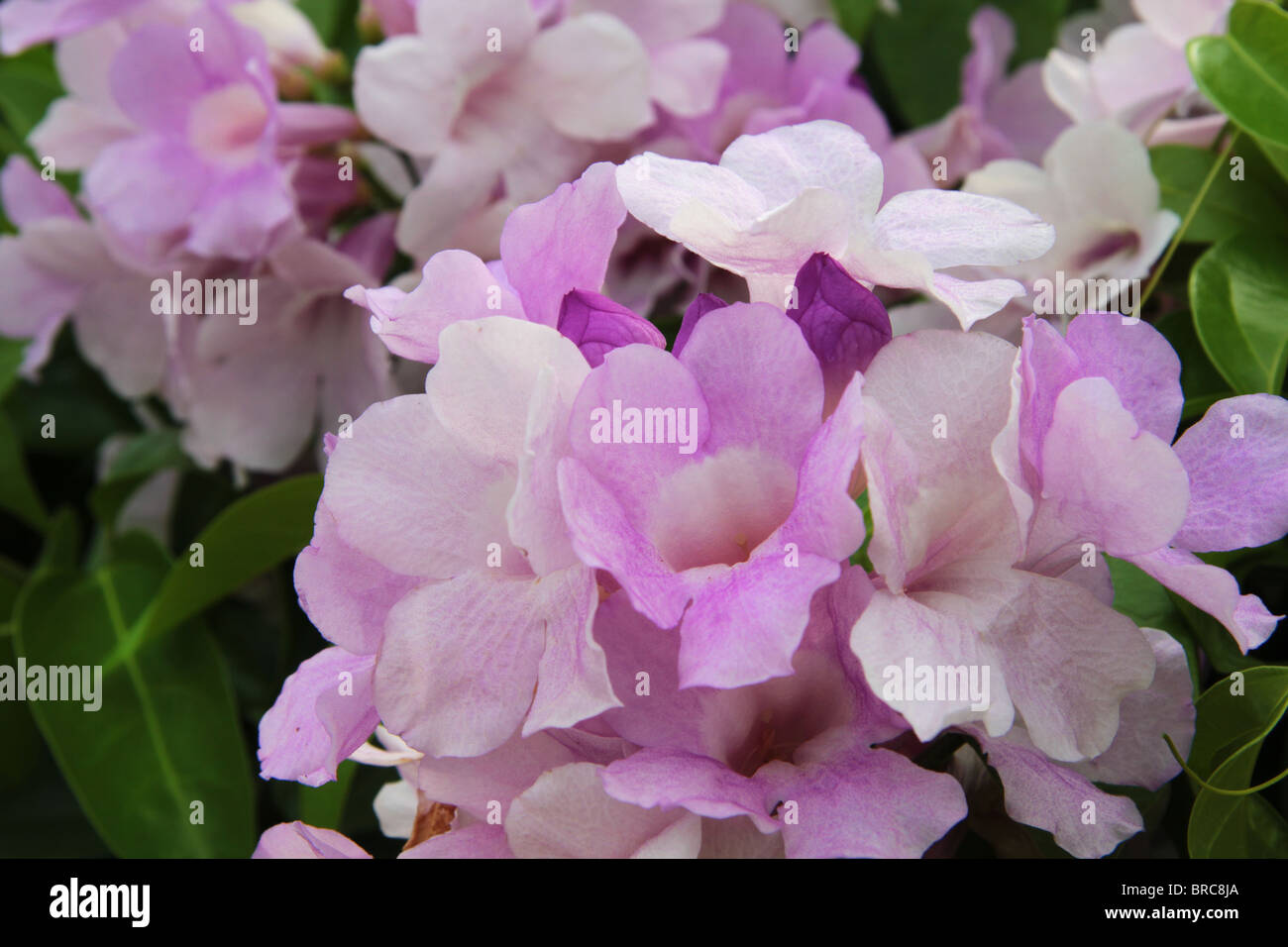 Violet - Flower Stock Photo