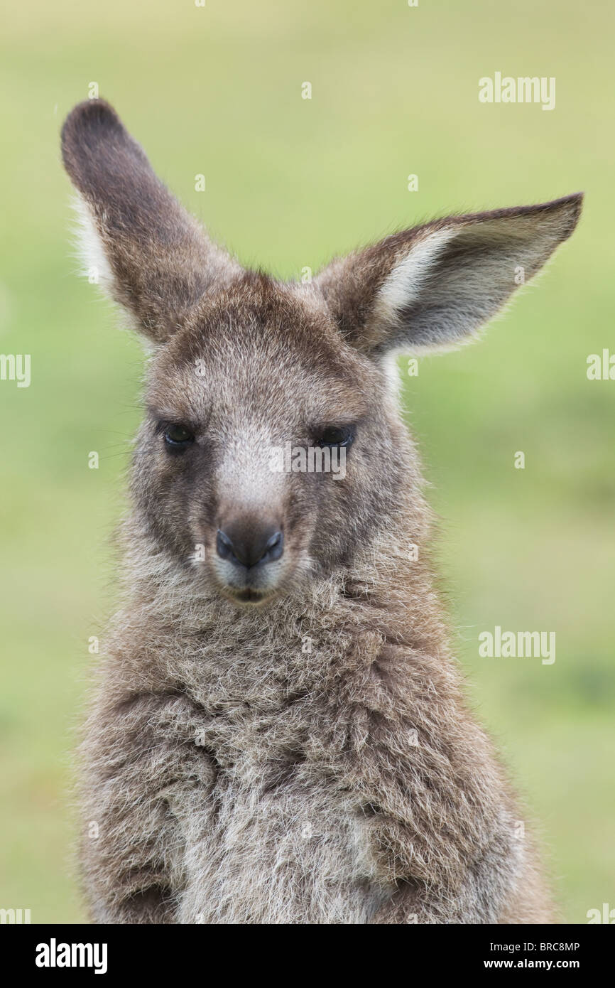 Eastern Grey Kangaroo (Macropus giganteus), NSW, Australia Stock Photo