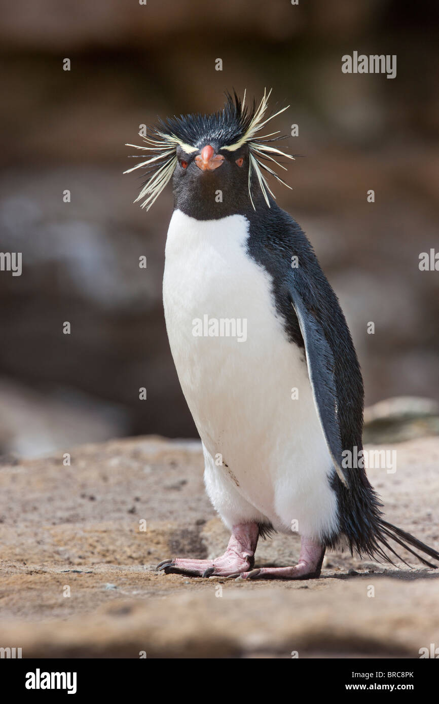 Rockhopper penguin. New Island, Falkland Islands, United Kingdom Stock Photo