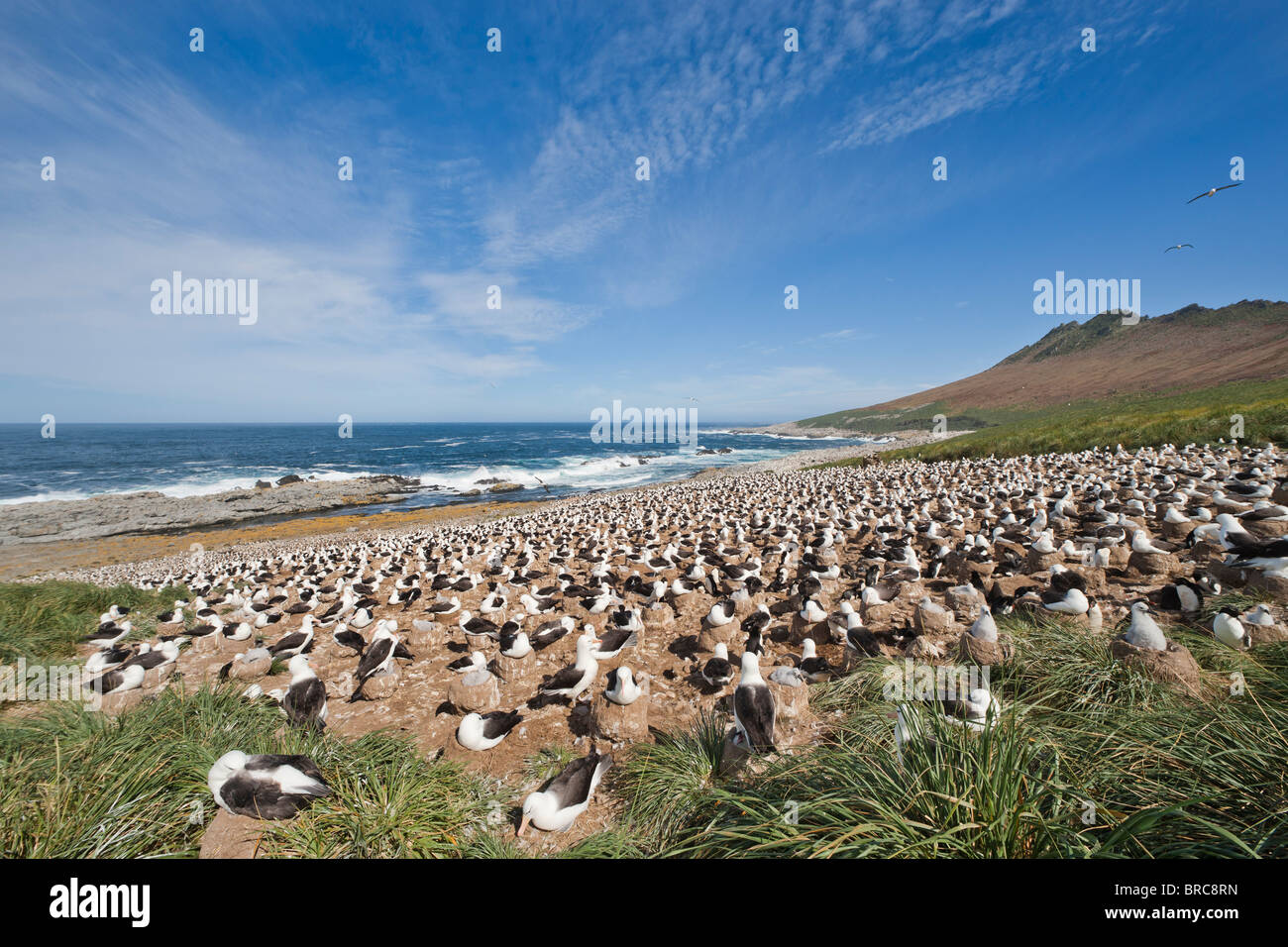 Black-browed albatross colony. Steeple Jason Island, Falkland Islands Stock Photo