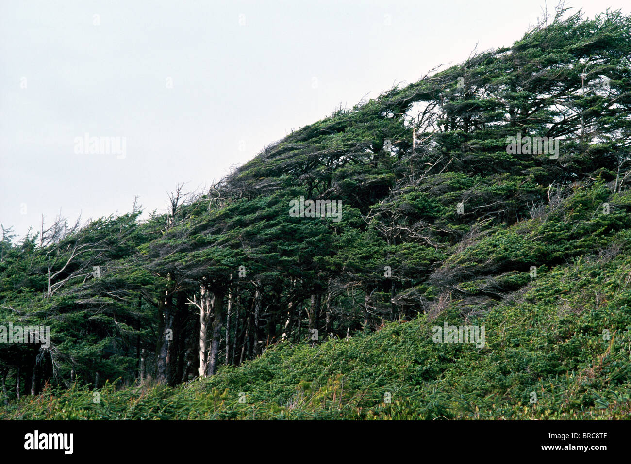 Wind Blown Shore Pine Trees (Pinus contorta) growing along Pacific West Coast of Vancouver Island, BC, British Columbia, Canada Stock Photo