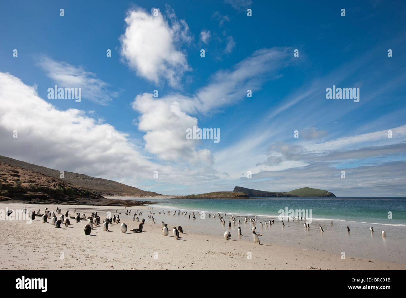 Beautiful beach, on the southern tip of Carcass Island, with gentoo and Magellanic penguins coming and going to sea, Falklands Stock Photo