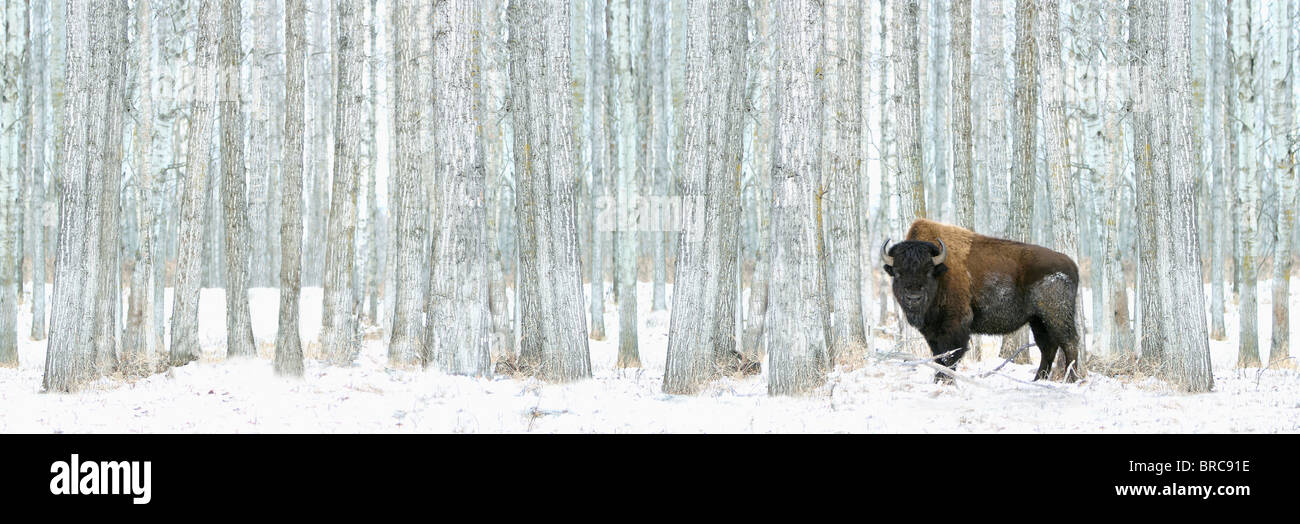 Buffalo Standing In Snow Among Poplar Trees In Elk Island National Park