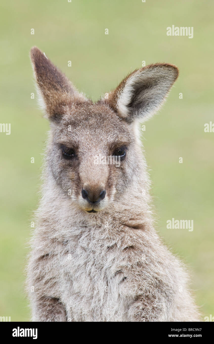 Eastern Grey Kangaroo (Macropus giganteus), NSW, Australia Stock Photo