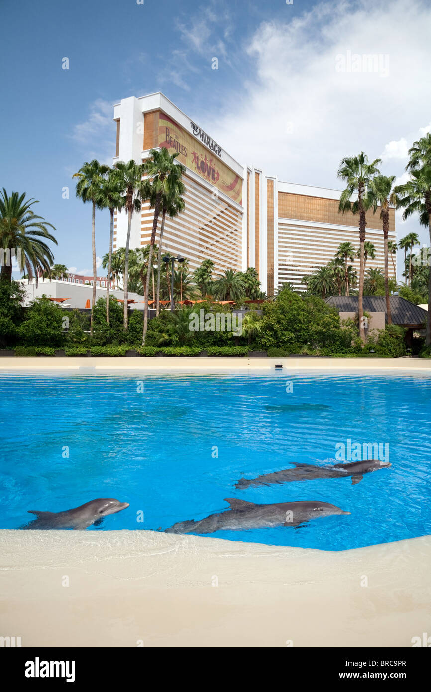 Performing bottlenose dolphins at the Mirage Hotel, the Strip, Las