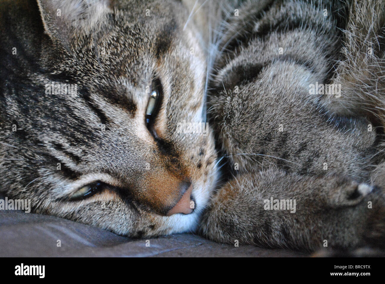 Sleepy adult cat curled up, close up on face and paws Stock Photo Alamy