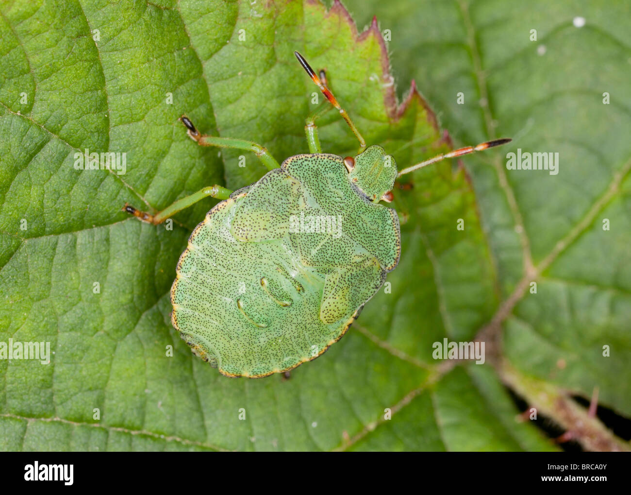 Common Green Shield Bug, Palomena prasina, nymph in garden; Dorset. Stock Photo