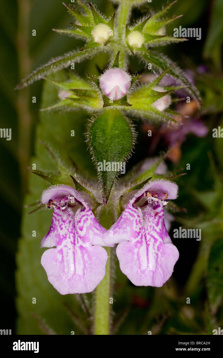 Marsh Woundwort, Stachys palustris; close-up of flowers. Dorset. Stock Photo