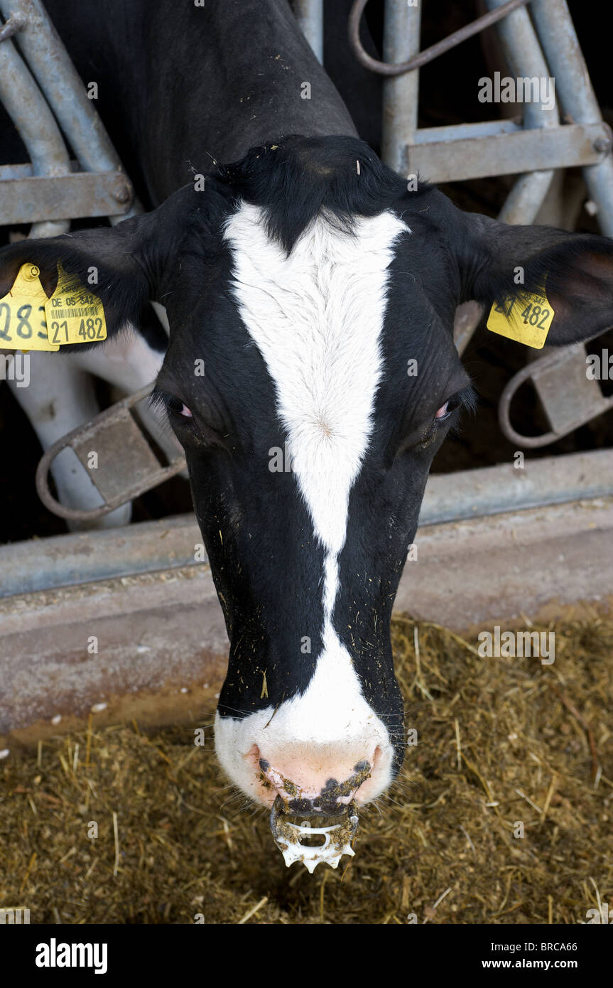 Dairy cow feeding Stock Photo Alamy