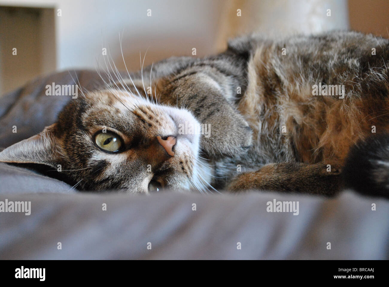 Stripy adult cat lying on her side, twisting her head upside down and looking into the camera. Stock Photo