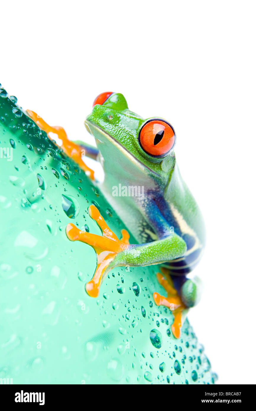 red-eyed tree frog on a water bottle with water droplets, closeup isolated on white Stock Photo