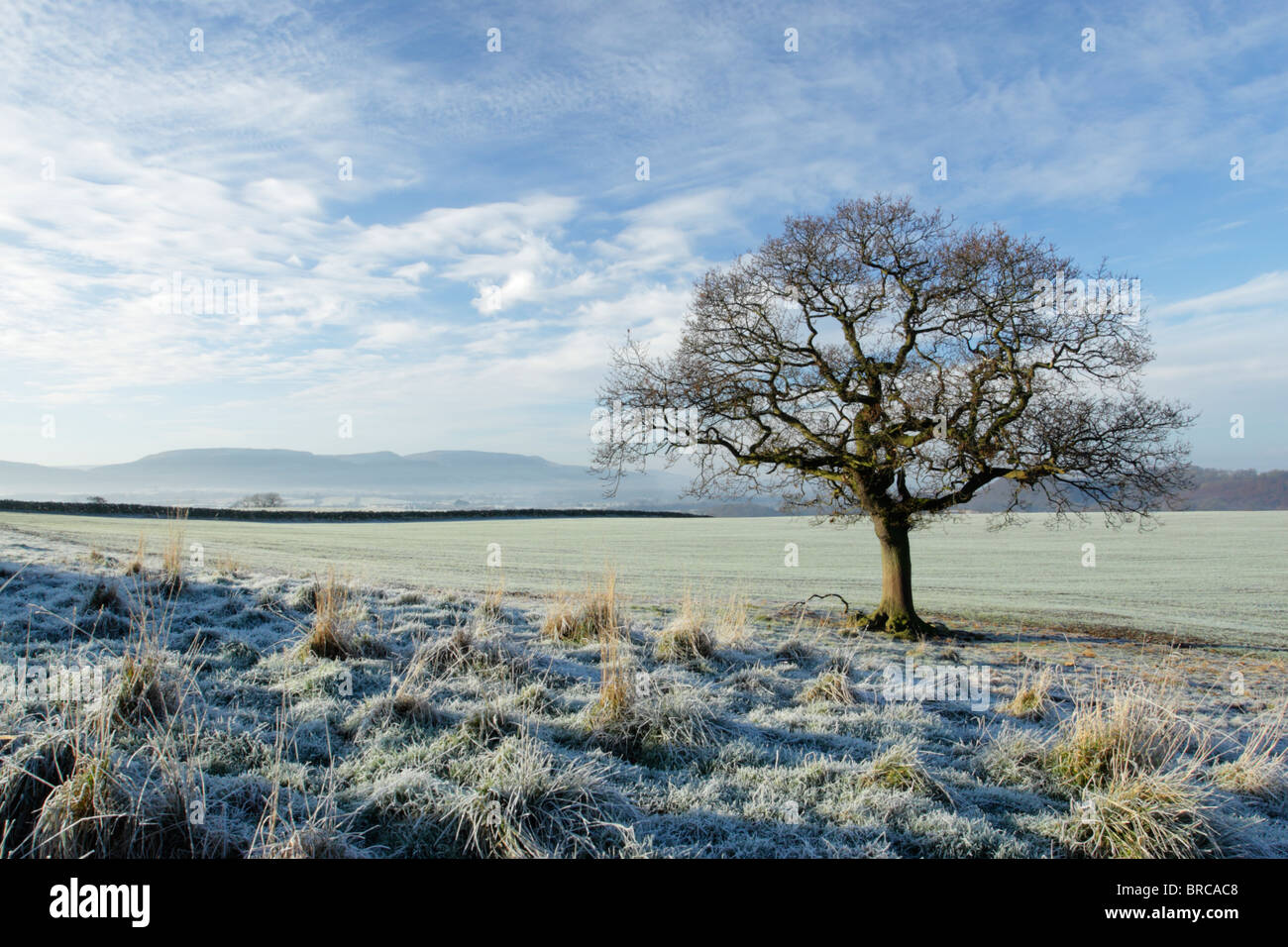 Oak tree standing in frost covered field with Cleveland Hills in North York Moors national park in the distance behind Stock Photo