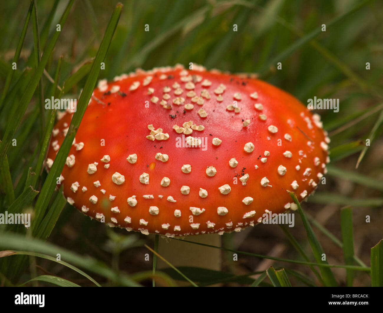 Amanita muscaria fungus commonly known as the fly agaric found in the New Forest Hampshire England UK Stock Photo