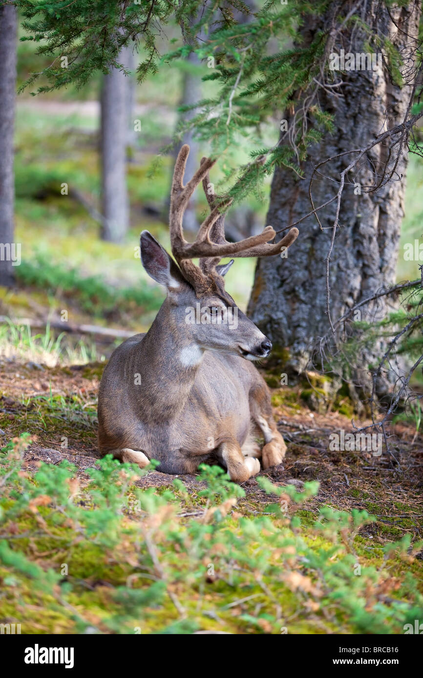 An eight-point buck, white-tail deer with velvet still on his rack. Found resting in world renown Banff National Park. Stock Photo