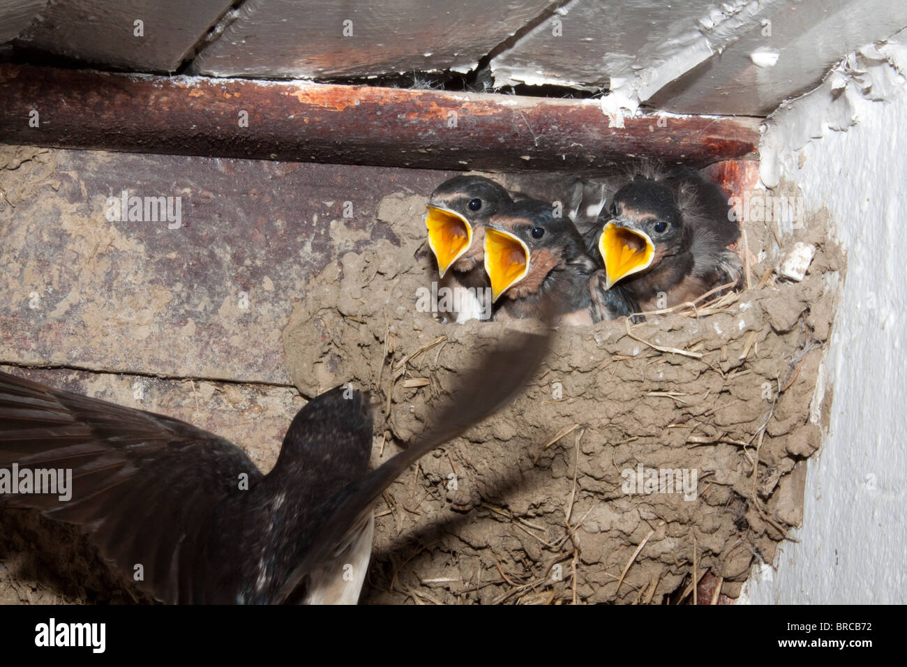 3 Barn Swallows Hirundo Rustica Fledgling In Nest Under Roof