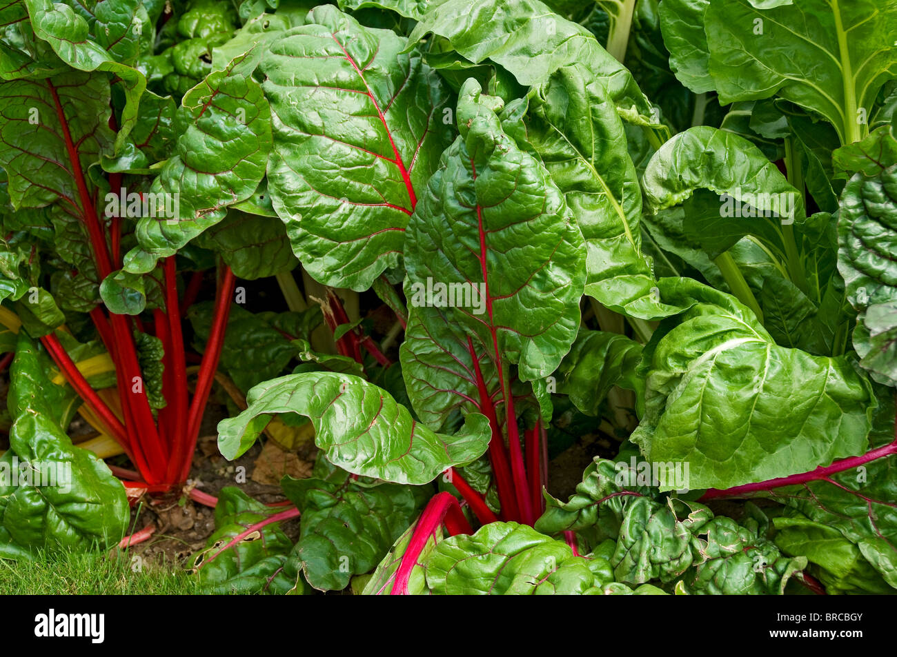 Close up of Swiss chard leaf leaves vegetable veg plant plants growing in garden in summer England UK United Kingdom GB Great Britain Stock Photo
