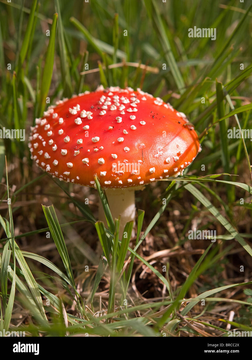 Amanita muscaria fungus commonly known as the fly agaric found in the New Forest Hampshire England UK Stock Photo