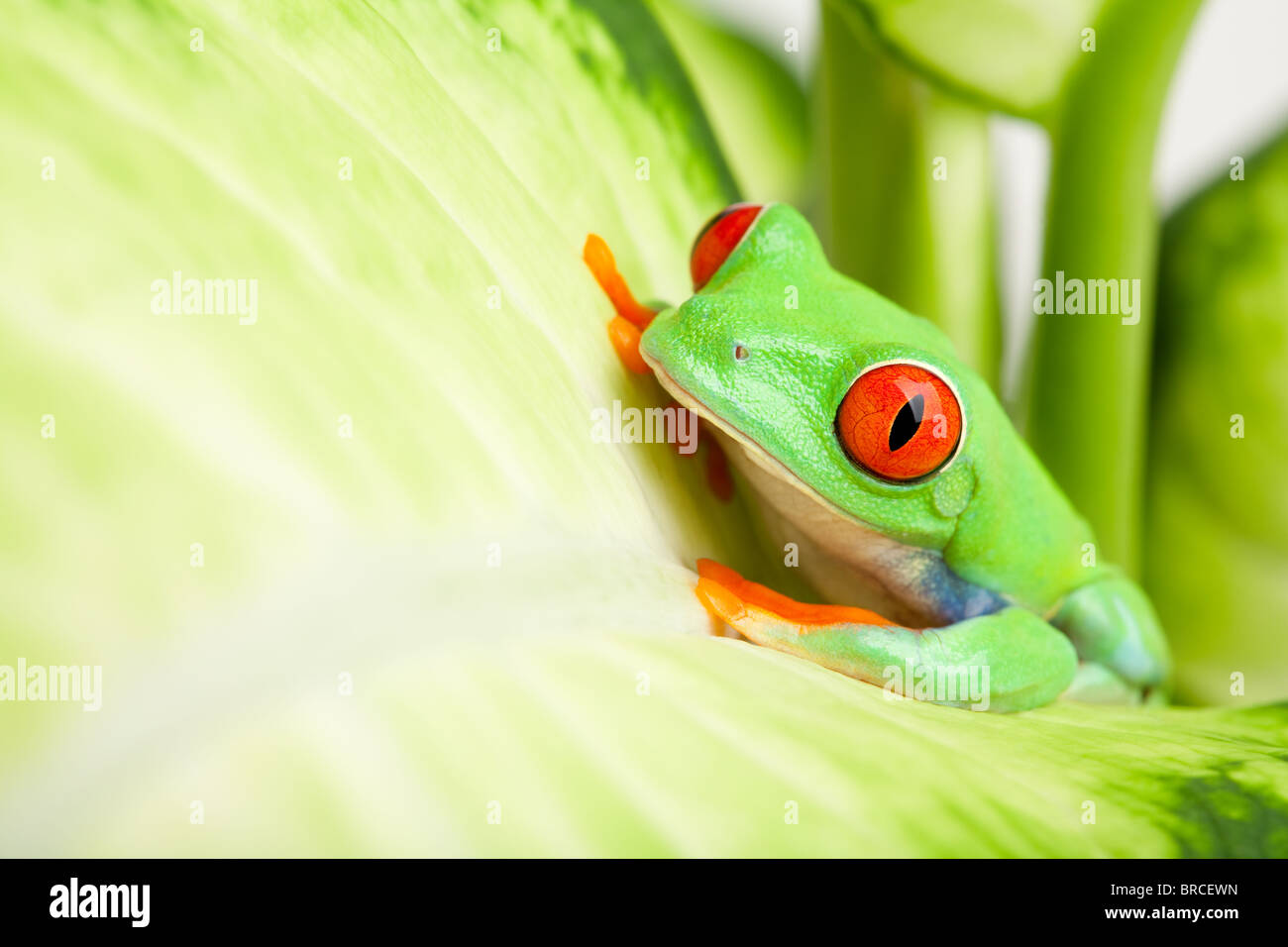 frog in a plant redeyed tree frog (Agalychnis callidryas) sitting on
