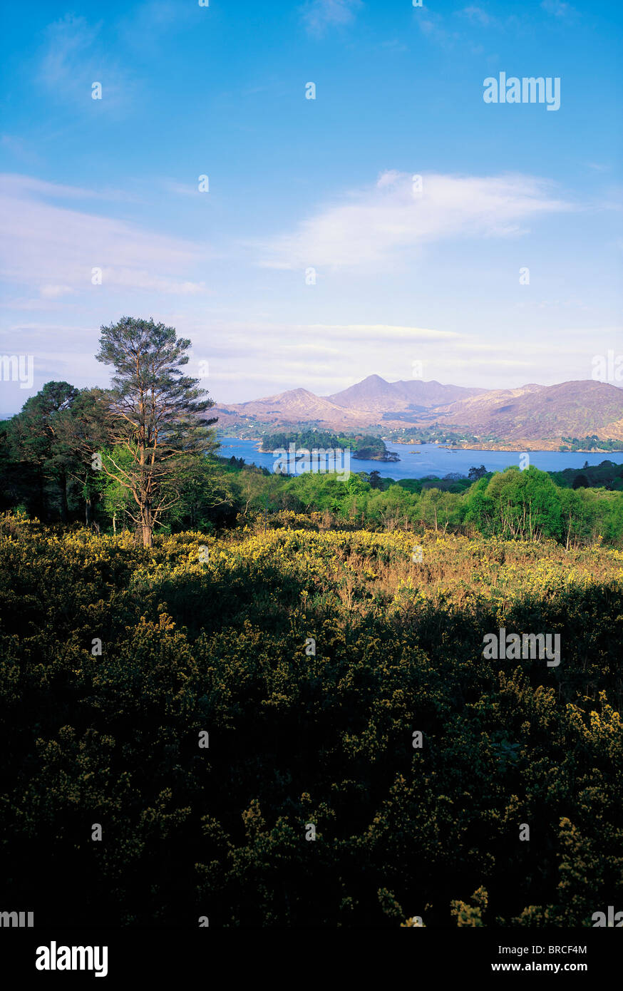 Glengarriff, Ilnacullin, Co Cork, Ireland Stock Photo Alamy