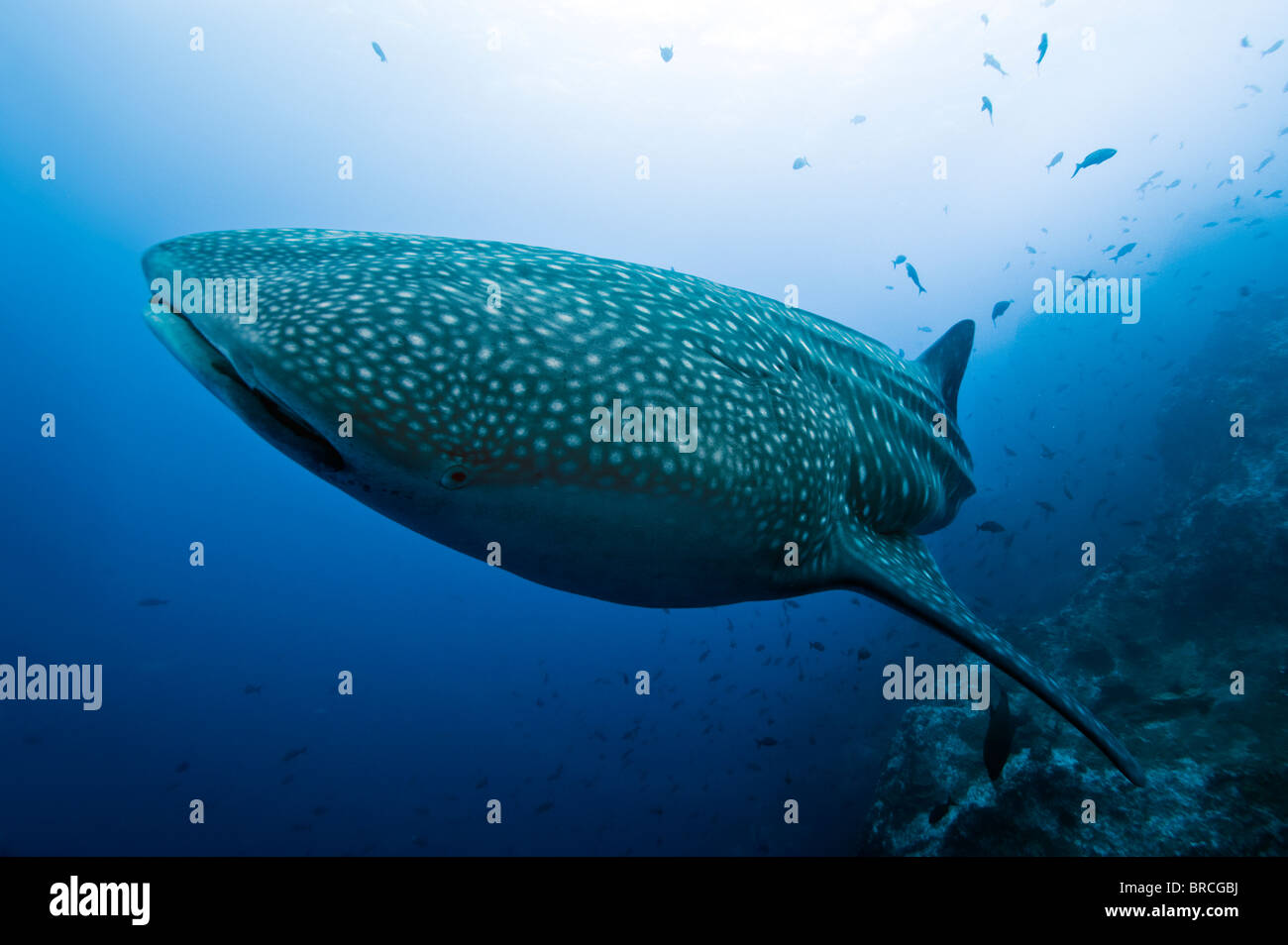 Whale shark, Rhincodon typus, Cocos Island, Costa Rica, East Pacific Ocean Stock Photo