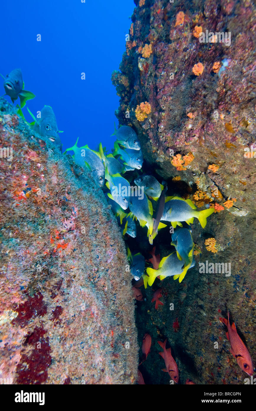school of snappers , Cocos Island, East Pacific Ocean Stock Photo Alamy