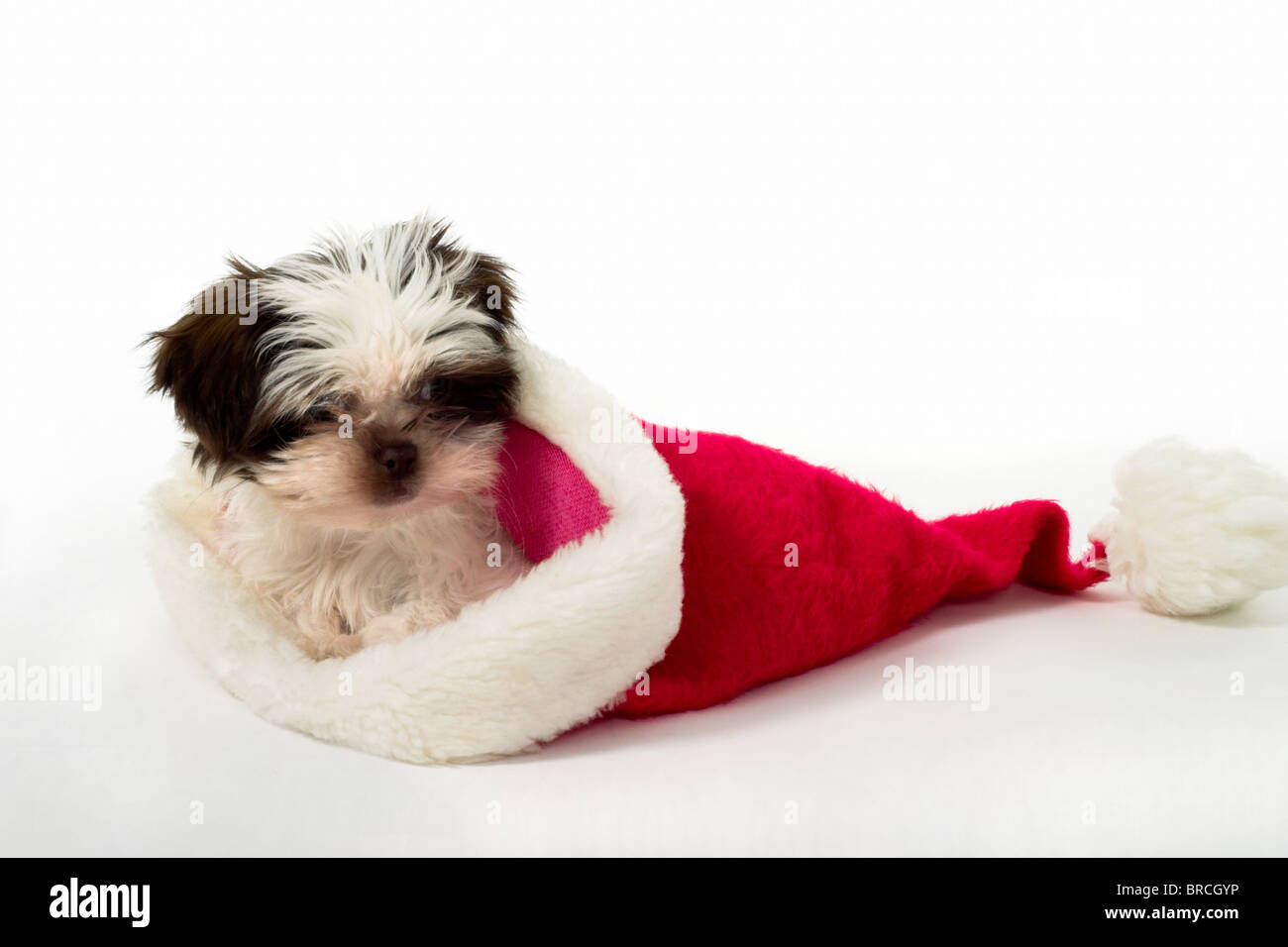 A Small Shih Tzu Dog surrounded by his cuddly toys Stock Photo - Alamy