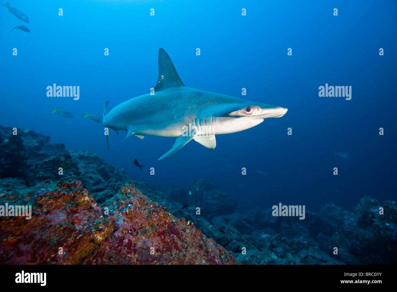 scalloped hammerhead shark, Sphyrna lewini, Cocos Island, Costa Rica