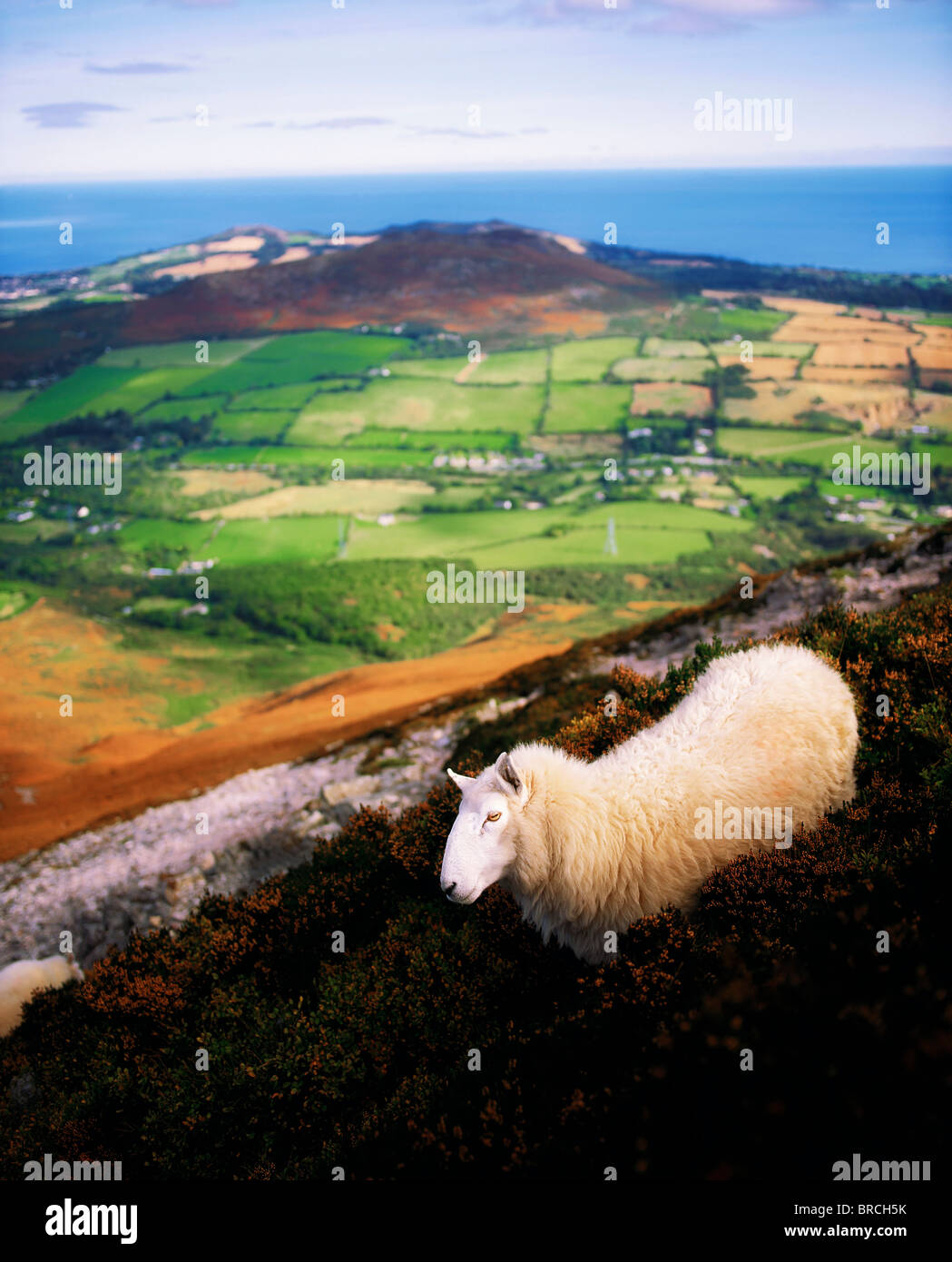 Great Sugar Loaf, Co Wicklow, Ireland; Sheep With View Towards Bray Head Stock Photo
