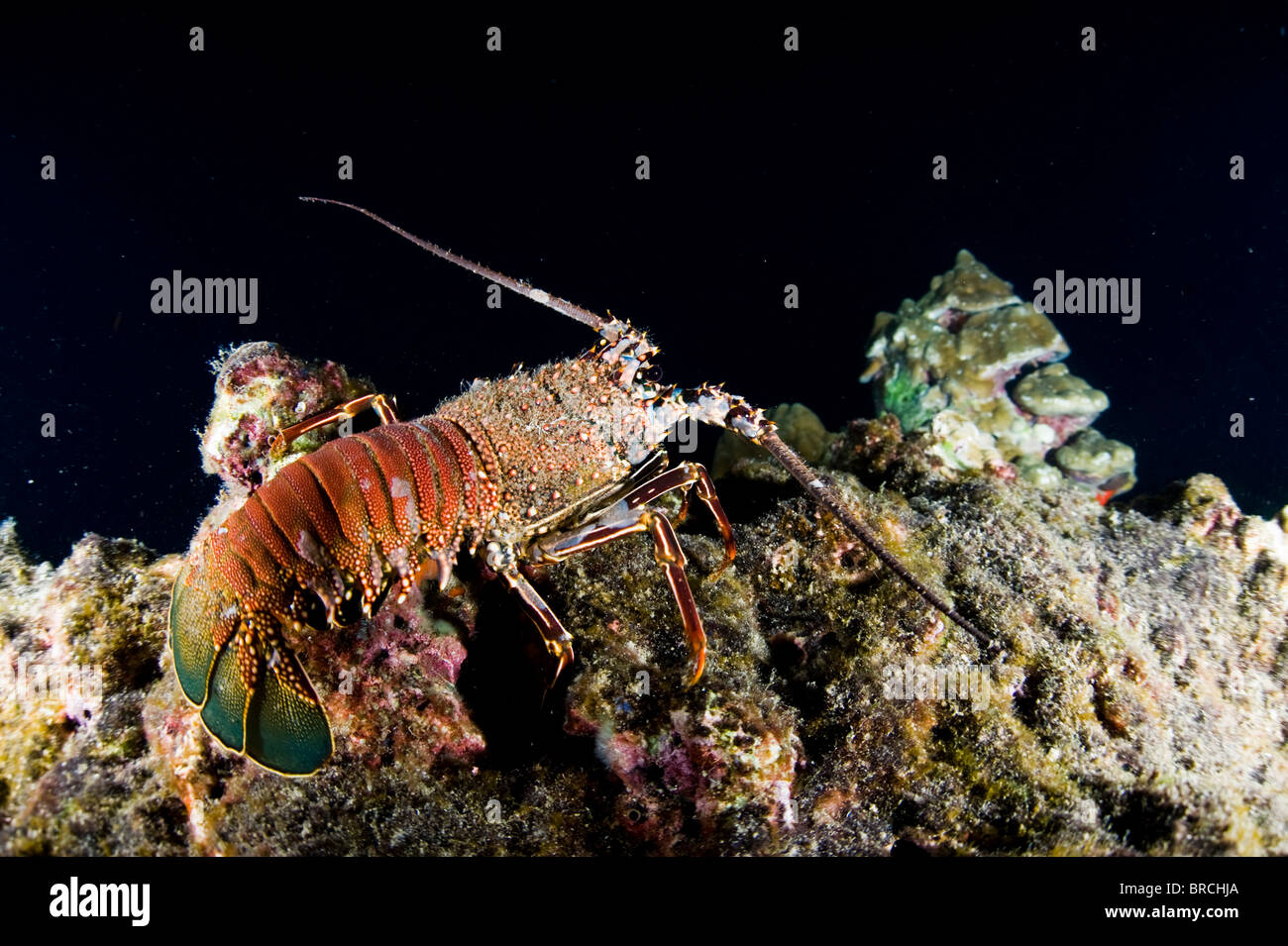 spiny lobster, Panulirus argus, Cocos Island, Costa Rica, East Pacific Ocean Stock Photo