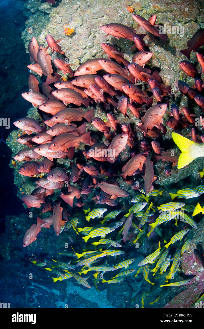 school of snappers , Cocos Island, East Pacific Ocean Stock Photo Alamy