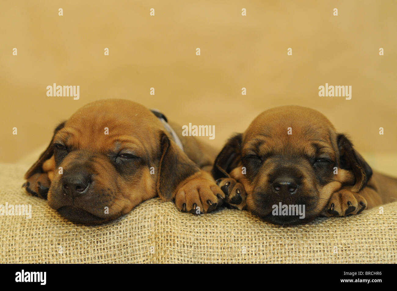 Rhodesian Ridgeback (Canis lupus familiaris). Two very young puppies with eyes starting to open lying on coarse cloth. Stock Photo