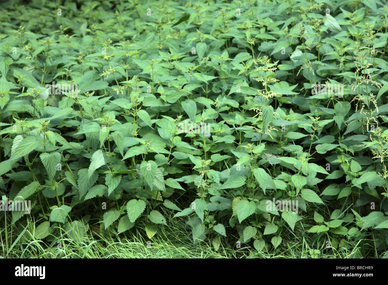 Dense vegetation of stinging nettle. Stock Photo