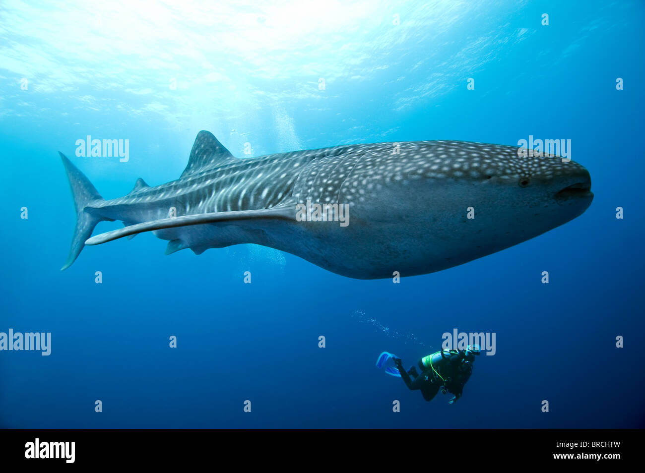 Whale shark, Rhincodon typus, Cocos Island, Costa Rica, East Pacific Ocean Stock Photo