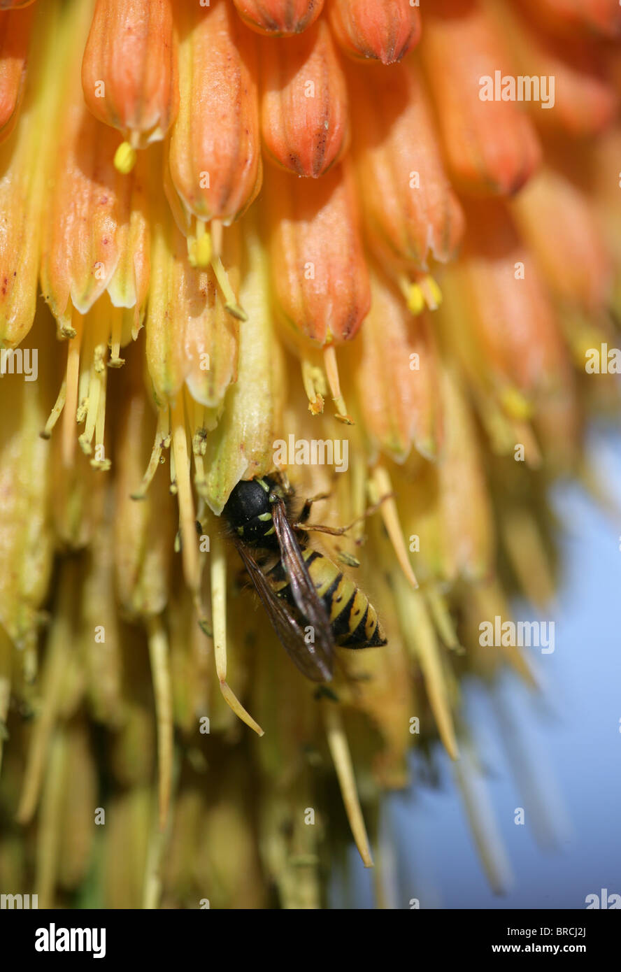 Common wasp Vespula vulgaris Single adult feeding on red hot poker flower UK Stock Photo