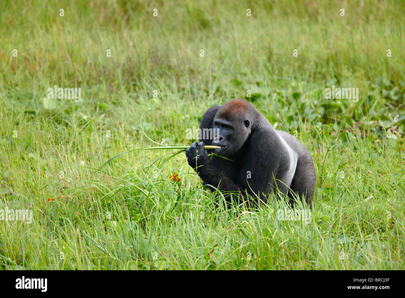 Western Lowland Gorilla, Mbeli Bai, Nouabale Ndoki National Park, Republic of Congo, Africa Stock Photo