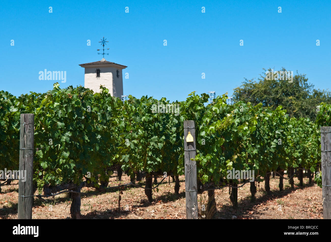 View of the vineyards of the Robert Mondavi Winery, Napa Valley, California, USA Stock Photo