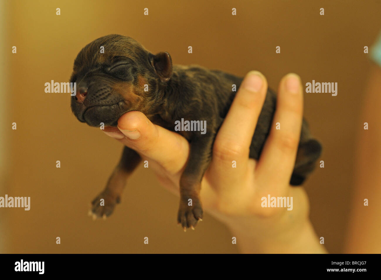 Rhodesian Ridgeback (Canis lupus familiaris). Newborn puppy held in a hand. Stock Photo