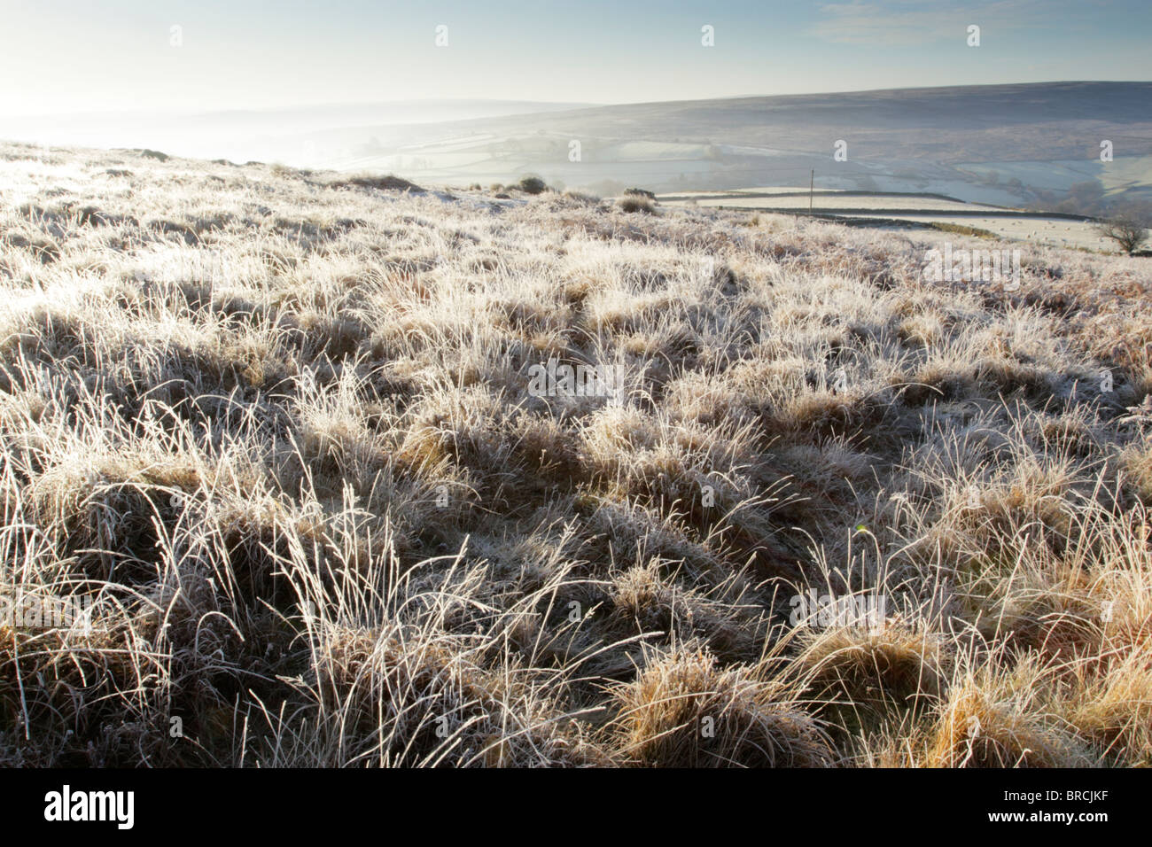 Backlit frost covered rough grasses on open moorland in North York Moors national park Stock Photo
