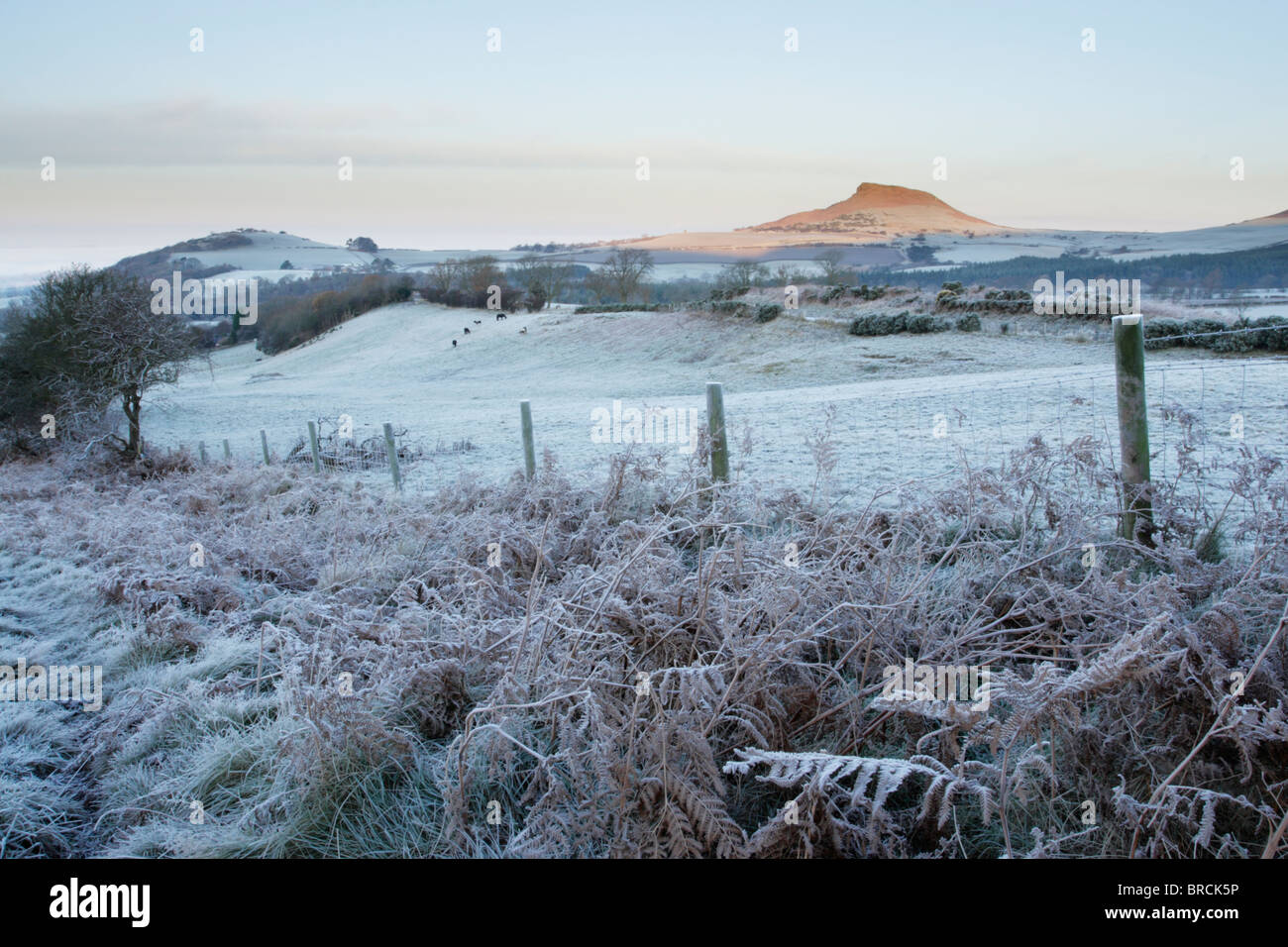 Roseberry Topping at sunrise in North York Moors national park with frost covered fields in foreground Stock Photo