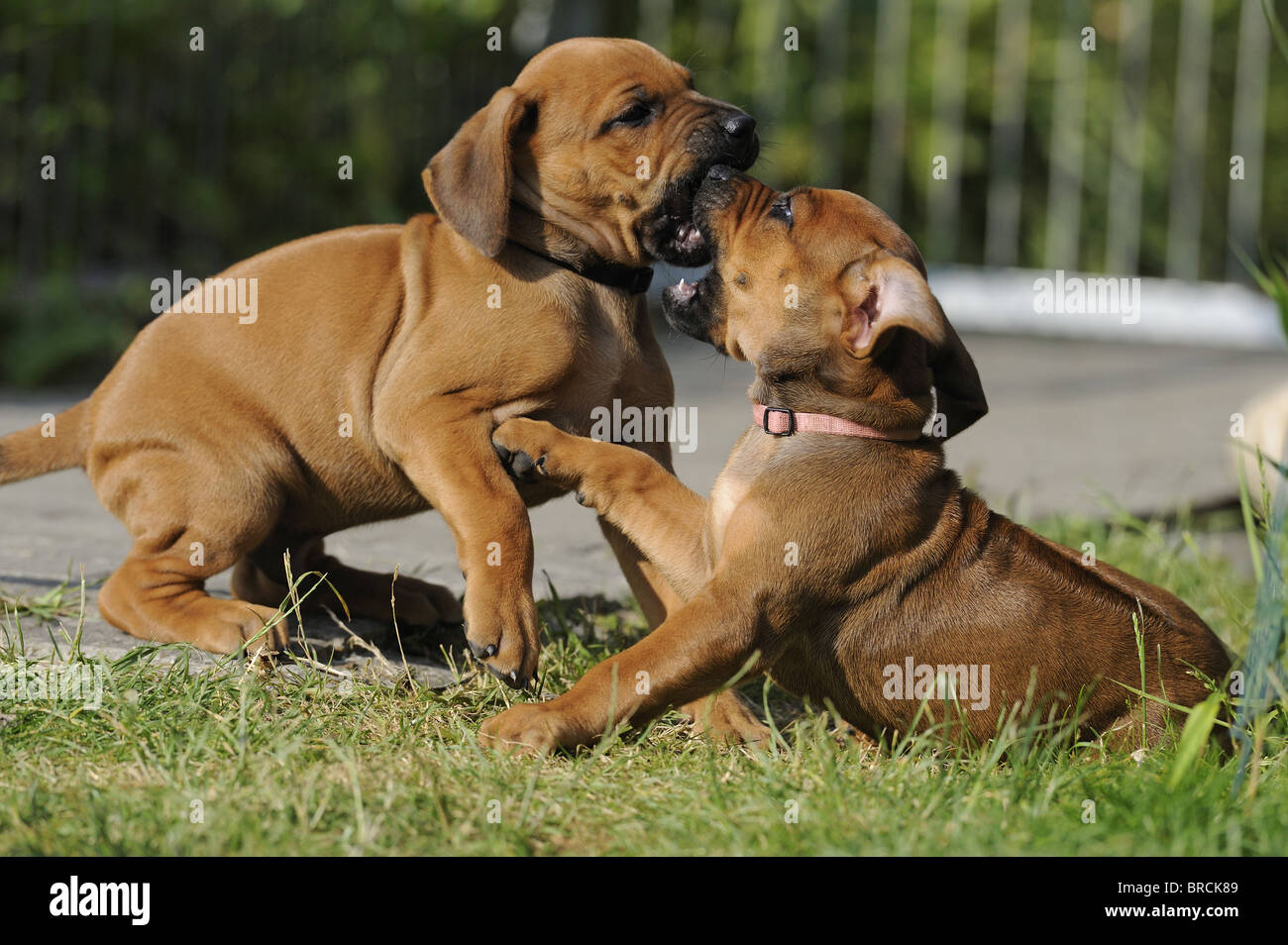 Rhodesian Ridgeback (Canis lupus familiaris). Two puppies squabbling. Stock Photo